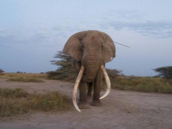 　　大象不笨，老象当然更加精明。肯尼亚其中一头最老的大象，高龄47岁的提姆，日前遭人袭击头部受伤。它首先想到的，不是像一般野生动物找个山洞躲起来自己狂舐伤口，而是直冲到最接近的动物保护中心看医生，医治及时的结果当然是完全康复。