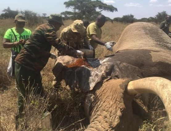 　　安博塞利国家公园的动物保护人员贝茨，一听到公象提姆惊天动地的跑步声自远而近，立即跑出来看看。竟发现提姆头上插了一支矛，前额伤口血流如注，吃了一惊。提姆也不客气，立即躺下待兽医检查及接受治疗。