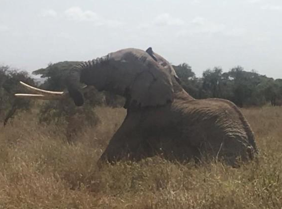 　　贝茨和他的团队曾在2014年11月救过提姆，当时提姆的背部被矛刺伤，伤口还在发炎。贝茨他们为提姆施手术清理腐肉和消毒包扎。自此提姆就知道贝茨的团队就是它的朋友，所以今次再受伤，就懂得回来找朋友帮忙。