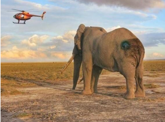 　　贝茨相信提姆这次受伤与偷猎者无关，只是附近的农夫看到拥有重达百磅巨牙的提姆而吓坏，为了自卫而用矛和石头攻击，令它受伤。