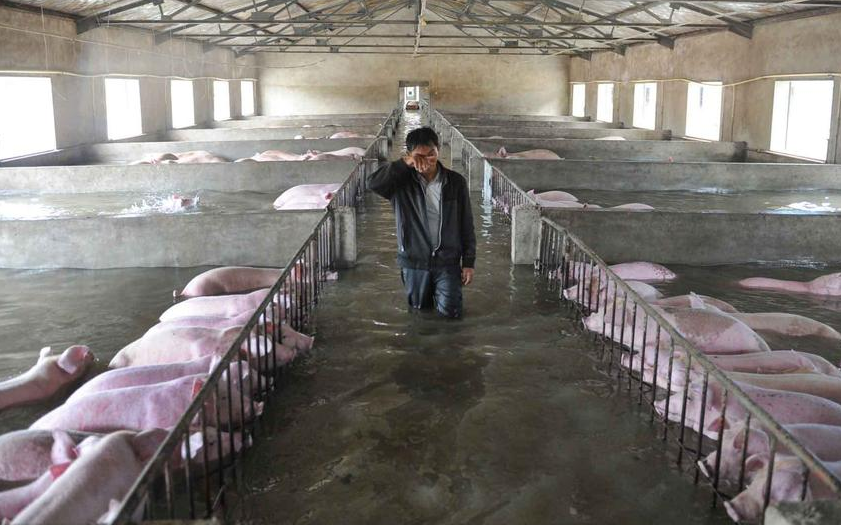 　　2016年7月4日，安徽六安，舒城县康元农业生态发展有限公司养殖场内，6000多头生猪已浸泡在洪水中近20小时。图为殖场工人李祖明在养殖场内望着没有生还希望的生猪，承受着“生离死别”之痛。