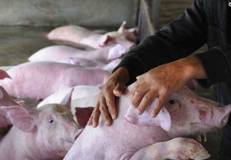 　　主人抚摸着生猪和它们诀别。