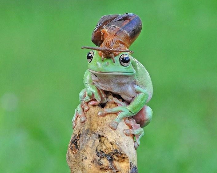 据《每日邮报》报道，摄影师安德里·皮亚迪（Andri Priyadi）在雅加达的一个小公园里抓拍到一只蜗牛栖息在澳大利亚树蛙的头上。巧合的是，去年他在他家后院也拍到类似的画面。图为蜗牛爬到头上后一脸懵的树蛙。