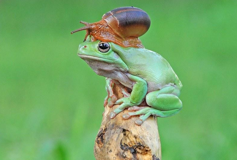 摄影师说蜗牛没花几分钟就爬到树蛙头上了，看到这有趣的一幕，他赶紧抓拍。
