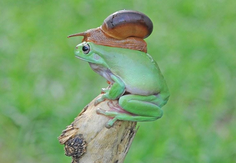 这张图可以明显看到蜗牛在树蛙背部爬行时留下的痕迹。