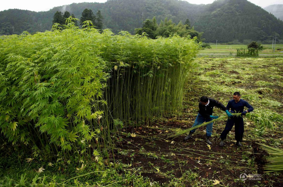 　　大麻农场通常使用温室或室外种植，数量和占地面积庞大。