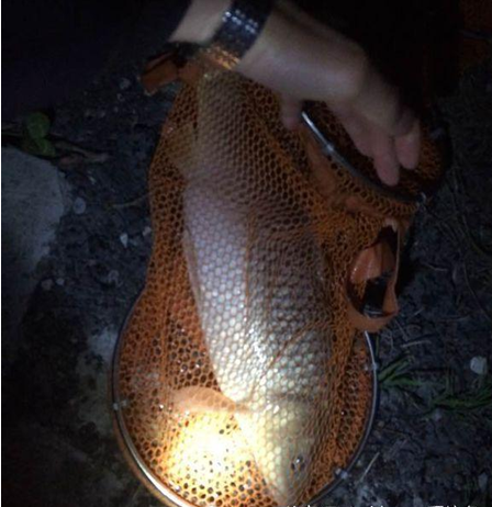 饵料准备足够好，夜钓截胡几率就高
