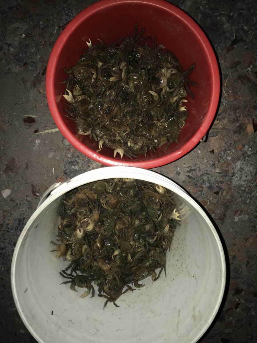记者联系了镇江水产部门，相关技术人员在看了记者发过去的照片后，又请教了专业学术人员后告诉记者，这些螃蟹不是传统意义上的长江绒王蟹。并且，“也不可能长到长江绒王蟹那么大个，长江绒王蟹大的有三四两”。此外，这名技术人员还告诉记者，七八月份也是螃蟹的活跃季了，是螃蟹上岸栖息的季节，如此多的螃蟹夜晚爬上江堤，也属正常。“应该跟眼下的高温天气没有关系，如果有，可能跟上游水质有关。”