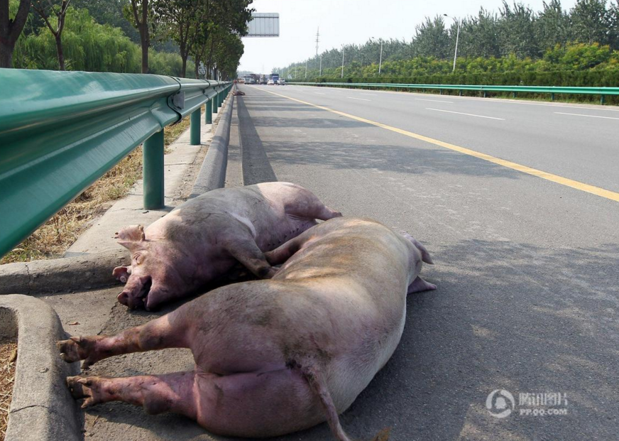 大量生猪死亡。