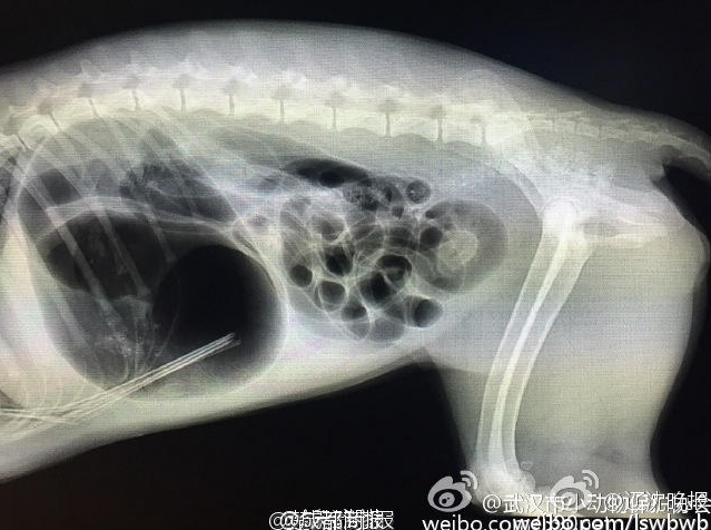 　　武汉市小动物保护协会的志愿者和光谷附近的爱狗人士陆续赶到学校，寻找这条受伤的流浪狗。下午2点多，楚天都市报记者来到韵苑公寓，发现图片的拍摄点在8栋门口。一名宿管员称，早上8点多，她出门买菜时看到了这条狗，它身上带着箭头往坡上走了，可能是躲起来了。