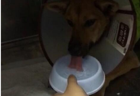 　　流浪狗被救助。