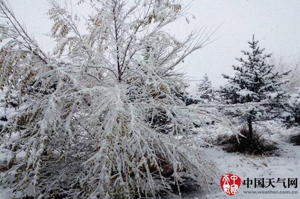 21日，内蒙古乌兰察布市四子王旗雪后出现树挂美景。（图/师琴）