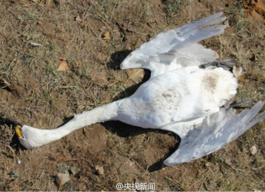 　　备受关注的内蒙古正蓝旗候鸟死亡事件公布检验报告，据内蒙古权威检测机构出具的检测报告显示，已排除感染疫病死亡的可能性。送检候鸟死体样本体内检出克百威（克百威属高毒杀虫剂）成分，初步认定为人为偷猎投药所致，是一起刑事案件。