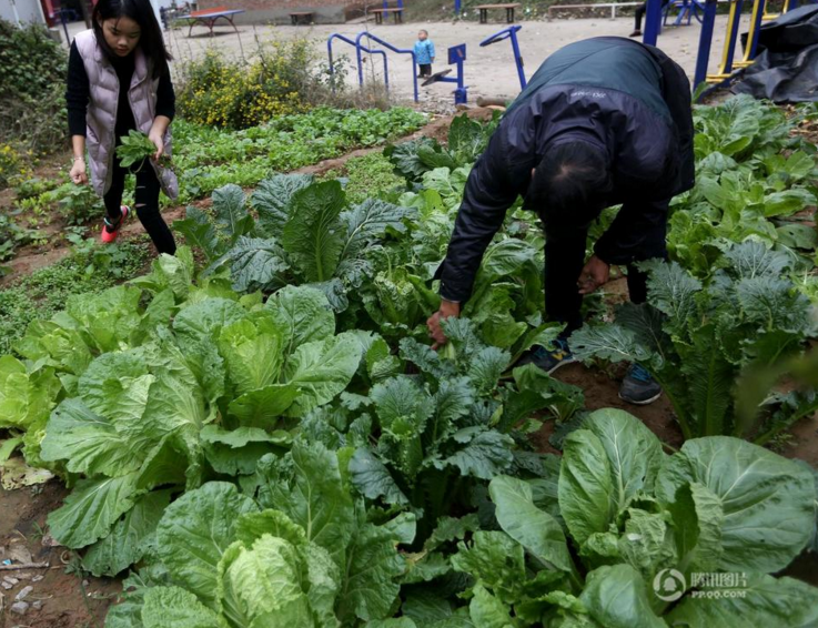 　　为给妻子治病，吕东玲种了19亩地，好多地都是群众自发送给他种的。他从不花钱雇人，只自己一个人强撑着干。农忙时候连轴转，农闲的时候吕东玲用农用车拉砖拉沙，大女儿还在宅基地旁开荒种菜补贴家用。吕东玲说，妻子生病，我不敢歇，多种地卖点粮食好给妻子买药，有人就有一切。
