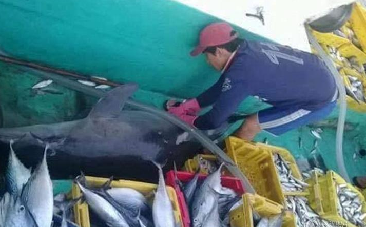 　　当地的海洋保护署官员称，若事件属实，渔民将面临严厉处罚。
