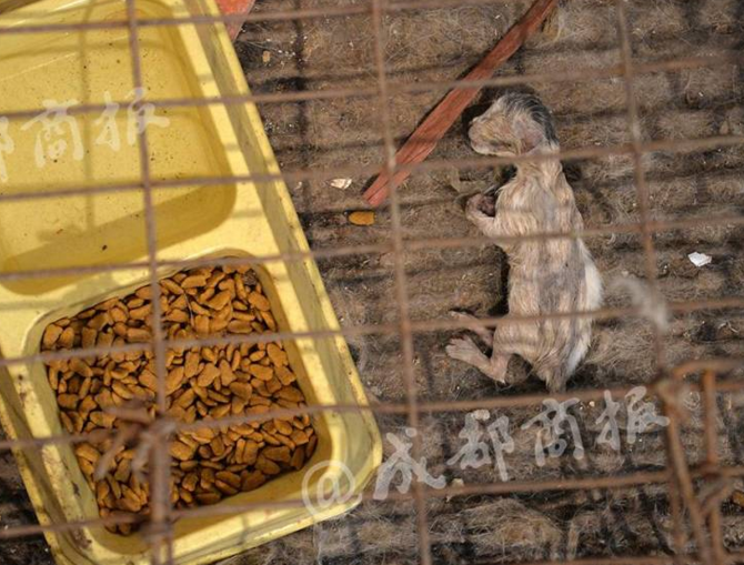 　　仓库内的情形让人不忍直视：正方形的铁笼高度不到20厘米，猫被挤在狭小的空间内无法站立，也动不了，只能趴着，不停地发出惨叫。站在仓库里，黄平富对猫的惨叫声充耳不闻，这些在他眼中只是“货”。“你们要货，我直接从里面拿十几根到新都去杀，每天都有货杀，冻货不得给你。”他说。为了规避风险，黄平富存放猫的仓库、杀猫的场所以及自己的住家地址，分别在不同的地方，相隔甚远。“不敢在城里面杀，你要货我就拿货到新都来杀。”他说。