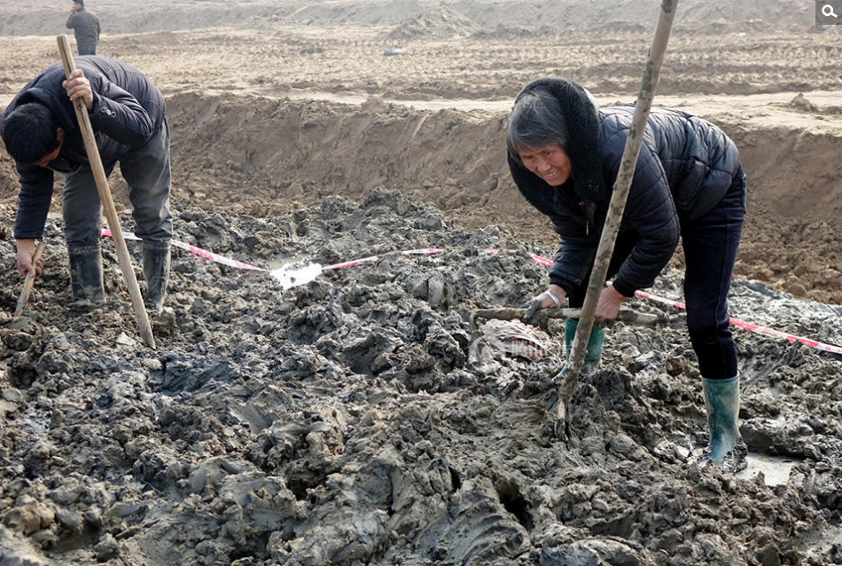 村民们正拿着铁镐铁铲等工具在淤泥中奋力挖宝。