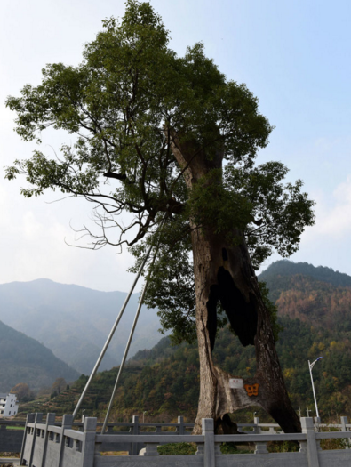 　　目前，该树已被婺源县列为珍贵树木重点保护对象并进行挂牌保护。这棵樟树有300多年树龄，在遭雷击之前有40多米高，现在只有10几米高。