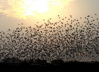 福建泉州3万只候鸟空中起舞 场面壮观