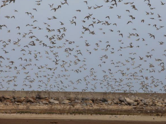 　　几百亩的湿地停留栖息的冬候鸟数量达3万只以上。