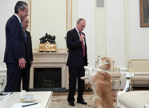　　当地时间2016年12月13日，俄罗斯莫斯科，俄罗斯总统普京在接受日本电视台采访前，与他的秋田犬Yume互动玩耍。这只秋田犬是2012年日本赠送给普京的。据悉，普京将于2016年12月15日至16日访问日本。