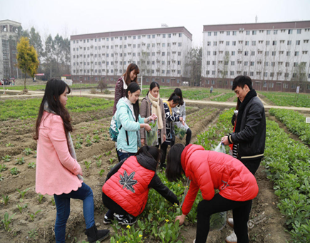 　　四川大学锦城学院的学生们在种田。