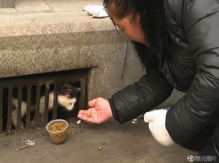 　　郑州市建设路与秦岭路交叉口附近快速公交站台下水道，一只数月大的小猫被困在雨水篦子内，不时的发出喵喵的呼叫声。
