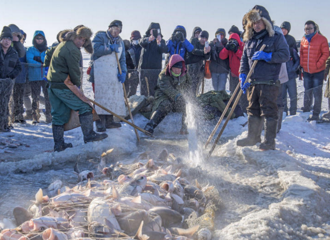 　　2016年12月22日，吉林省松原市查干湖的冬捕又开始了。查干湖总面积420平方公里，是中国十大淡水湖之一，吉林省最大的内陆湖泊，也是吉林省著名的渔业生产基地，盛产胖头鱼、鲤鱼、鲢鱼等68种鱼类。