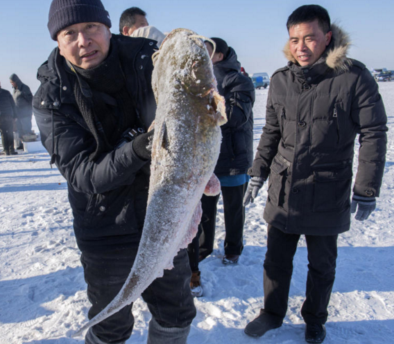 　　每年12月末至春节前的一段时间，是渔民进行大规模冬季捕鱼作业的黄金时间。据了解，这种渔猎文化源于史前，盛于辽金。