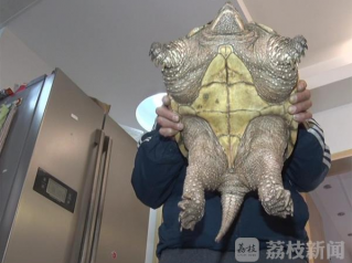 南京一市民捕到巴西鳄龟 不能放生选择吃肉