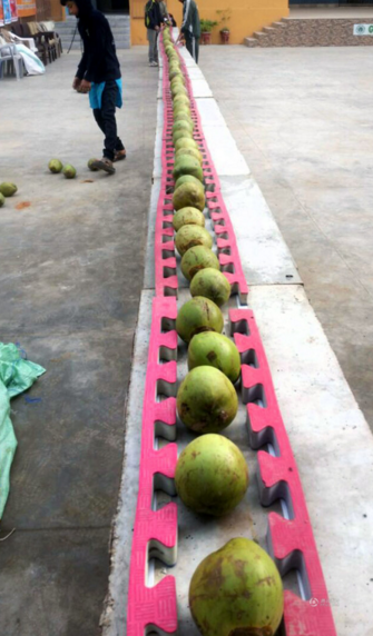 　　这是Rashid Naseem挑战的椰子，排成一排，放于泡沫板中，以防砸伤头。
