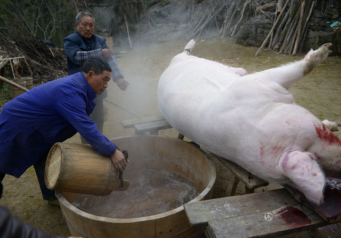 老汉养出500斤“年猪王” 猪肉自留不卖