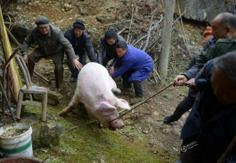 　　这头500多斤的猪，七旬老汉王述顺在山村养了近两年，平时都用自家种的玉米和山上的构树叶（当地俗称猪草）喂养。