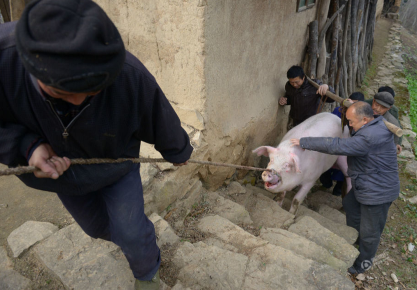 　　面对纯粮养的猪，许多城里人都想出高价买一块，但都被王老汉拒绝。