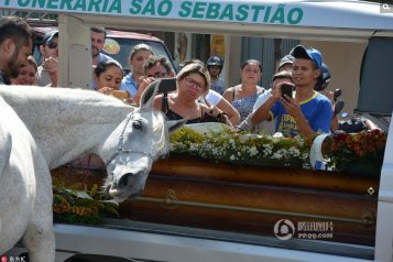 巴西白马出席主人葬礼 抵棺哀鸣不肯离去