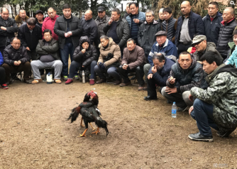 闹市公园现斗鸡大战 近百人带板凳围观