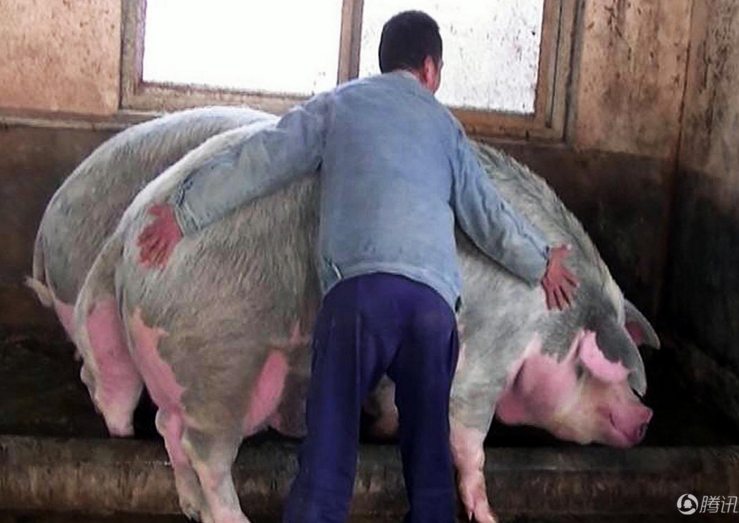 　　据一名参赛养殖户称，当日参赛的几十头大肥猪，每头都在千斤以上，饲养时间都在两年以上。