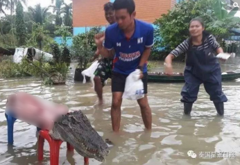 洪水中，泰国灾民把逃出来的鳄鱼吃了