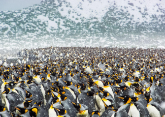 25万只帝企鹅齐聚南极海滩 场面震撼