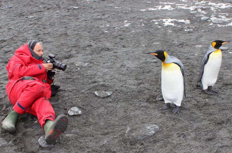 　　摄影师趴在地上拍摄帝企鹅。