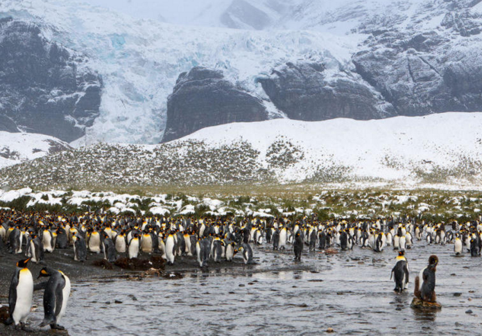 　　超过25万只帝企鹅聚集在海滩上，场面壮观。