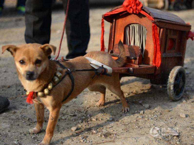 　　济南，60岁的于先生带着自家的爱犬在街上遛弯，小狗拉车引来了无数过往市民的目光。