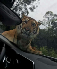 老虎“抱车取暖” 与游客亲密接触