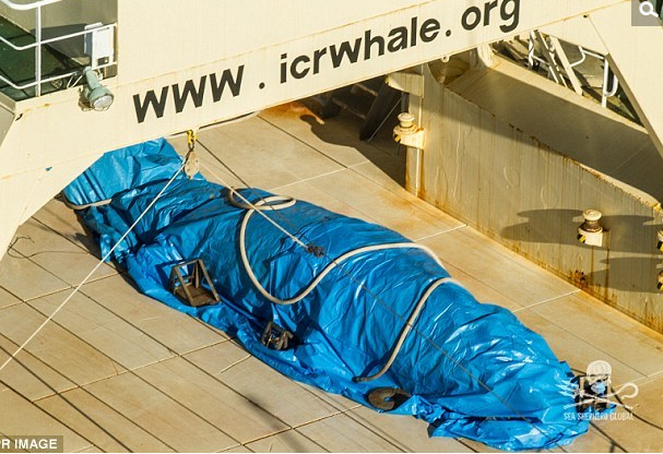 　　根据“海洋牧者”公布的照片，日新丸号的甲板上有一条身上有明显伤口、已经死亡的鲸鱼。渔船船员在发现有直升机飞近拍照时，立刻用塑胶布把鲸鱼和鱼叉盖住。