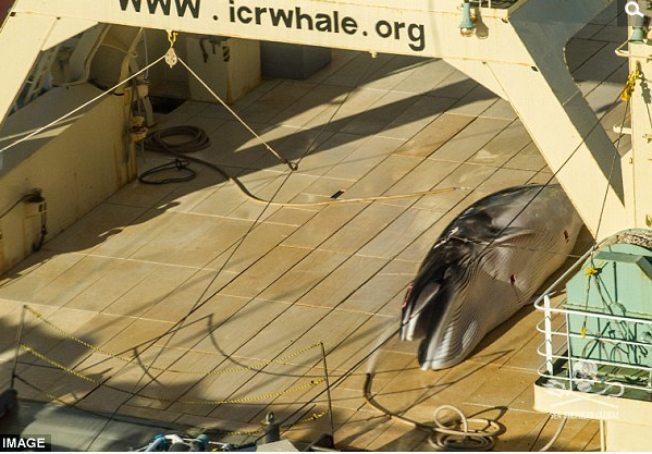 　　国际组织“海洋牧者”（SeaShepherd）拍到日本渔船日新丸号（NisshinMaru）不顾国际法庭禁令，在南极偷偷捕猎鲸鱼。