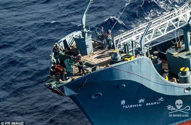 　　日本在国际法庭裁决出炉后，曾短暂停止捕鲸，但前年底以考察研究之名，恢复捕鲸行为