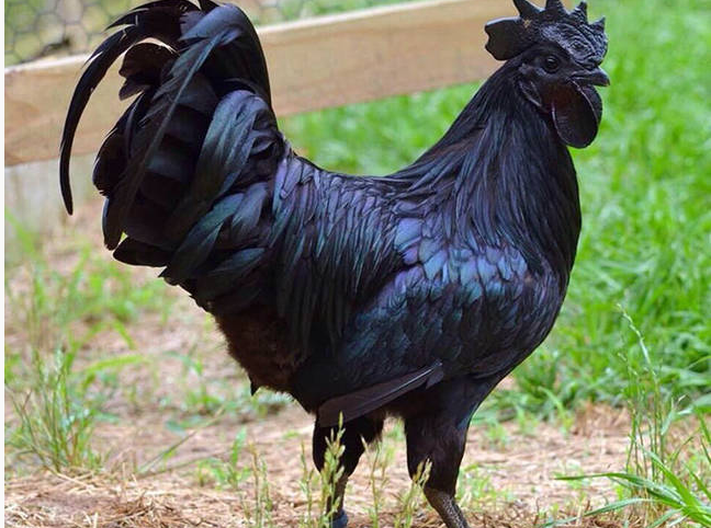　　据美国Boredpanda网站报道，这种纯黑色的鸡绝对就像是街头的兰博基尼超跑一样吸睛，只要它们走出了自己的农舍，所有的人都会向它们投出惊奇的目光，这种罕见的家伙被称为AyamCemani，它们来自印度尼西亚，通体的黑色让它们成为了鸡家族中的神秘品种。