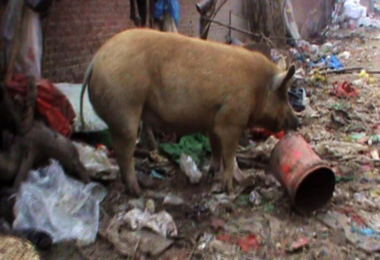 　　2017年2月6日，郑州市电厂路与化肥东附近，一处宽约6米，长50多米的胡同内“散养”着十多头肉猪。本来就不宽的胡同，堆积着各种生活垃圾，加之饲养者十多头活猪，使得过道内臭气熏天。