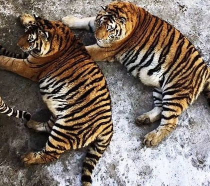 　　两只“胖虎”。