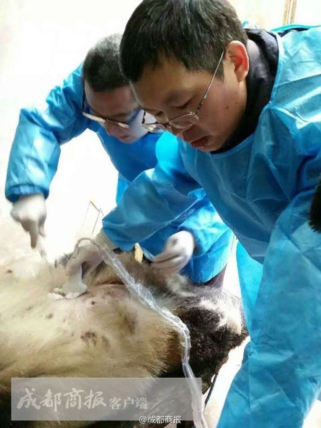 据了解，这次为熊猫做手术的医护人员有11个，基本与一台普通外科手术的人员配置相同，整个流程也按照无菌操作等要求严格进行。“3、4个医生，2个麻醉医生，再加上护士。”刘伟说，给同为哺乳动物的熊猫做手术，与给人类做手术并没太大的差别，常规手术也没有技术难题。这也是医生们第一次给国宝熊猫做手术。“接下来的恢复很重要。”刘伟说，手术成功完成，但因为熊猫不像人类有自制力，可能会因为不适产生抓扯伤口等行为，从而导致感染，因此后期的护理恢复过程十分关键。刘伟说，成都大熊猫繁育研究基地可能会安排工作人员24小时守护大熊猫，防止其抓扯伤口。